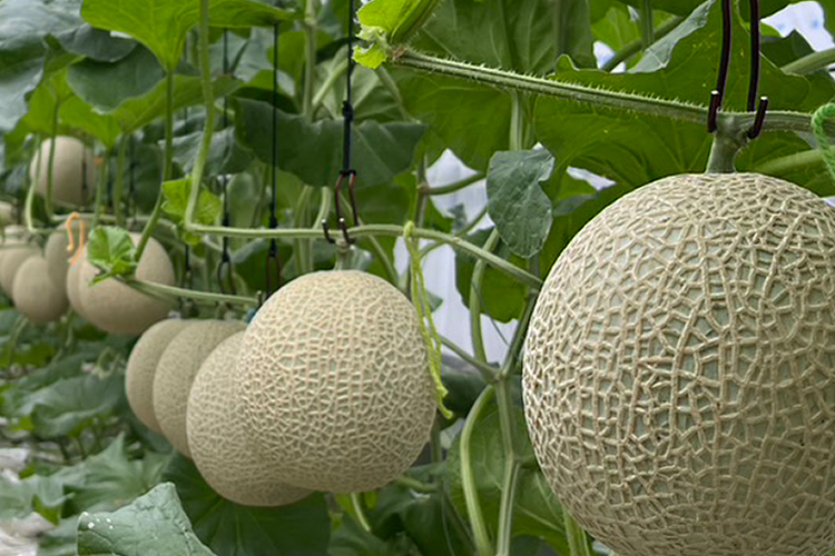 青果物・加工品の輸出事業